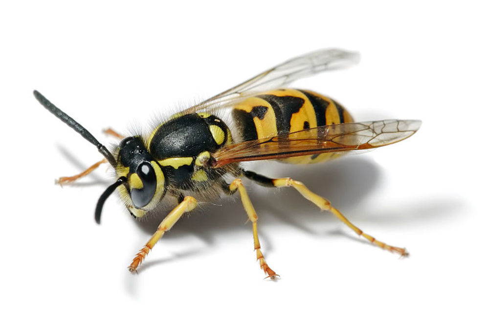 Kako da sačuvamo glavu ukoliko nas ujede stršljen, pčela ili osa?