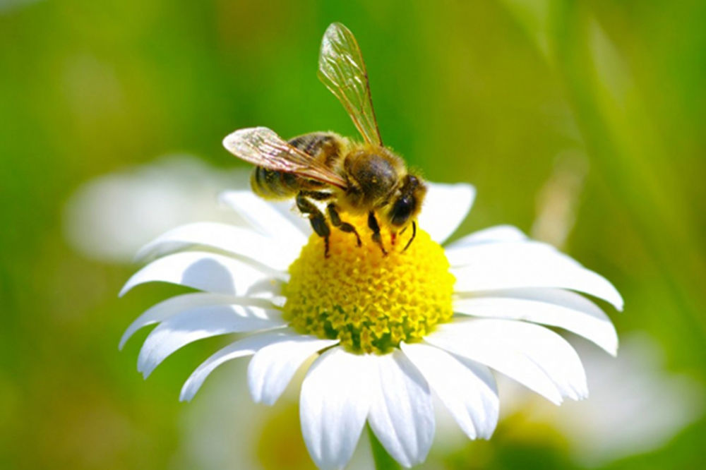 Šta preduzeti u slučaju alergijske reakcije na ubod insekta? Za osetljive osobe i osa može da bude fatalna