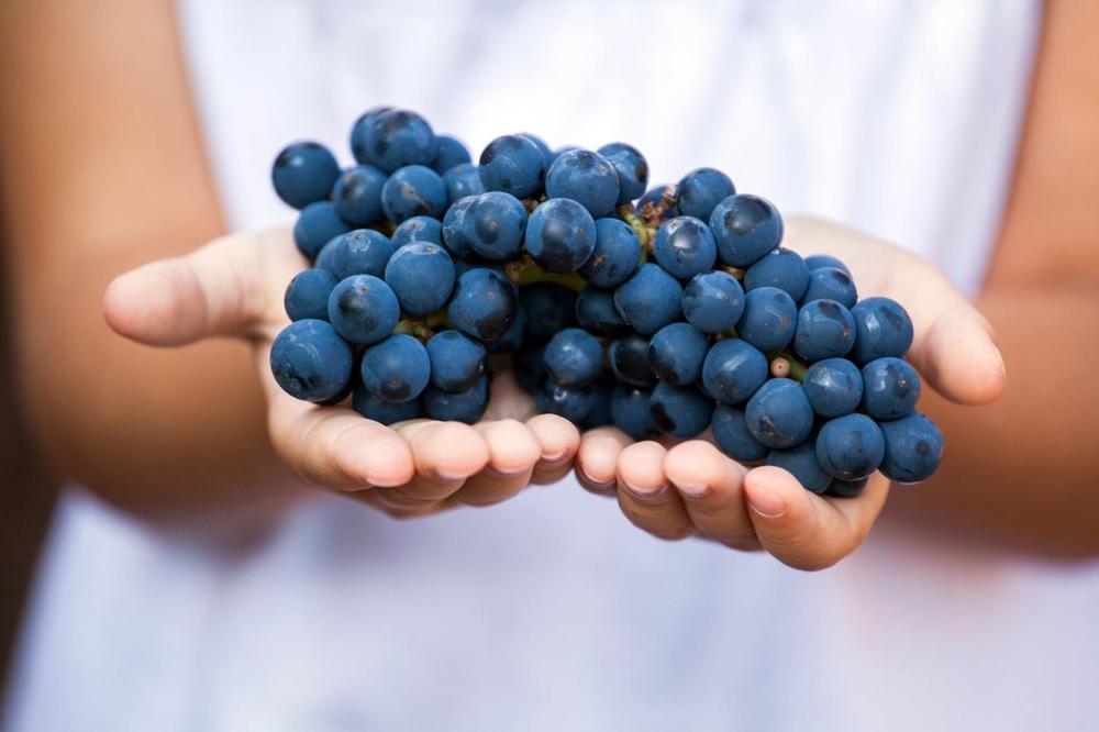 MOĆNI ANTIOKSIDANS: Kako crno grožđe deluje na neke bolesti i ko ne bi trebalo da ga jede?