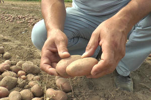 PALA CENA MLADOG KROMPIRA, SADA GA NUDE ZA 3 PUTA MANJE PARA! Ove godine se vadi znatno ranije, evo koliko sada košta na pijacama