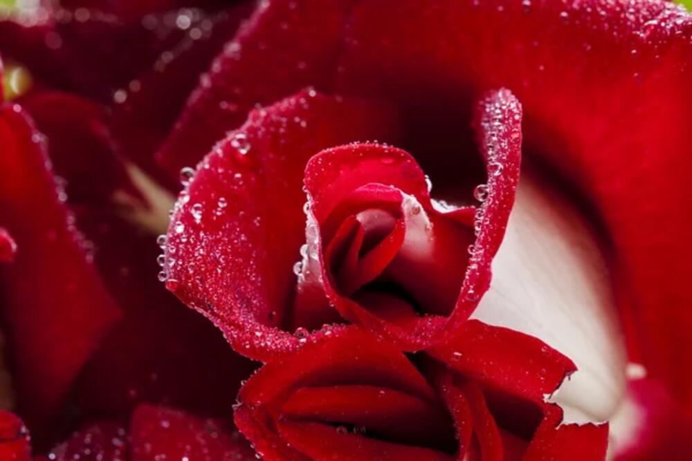  ruže pomažu u smanjenju stresa, anksioznosti i depresije