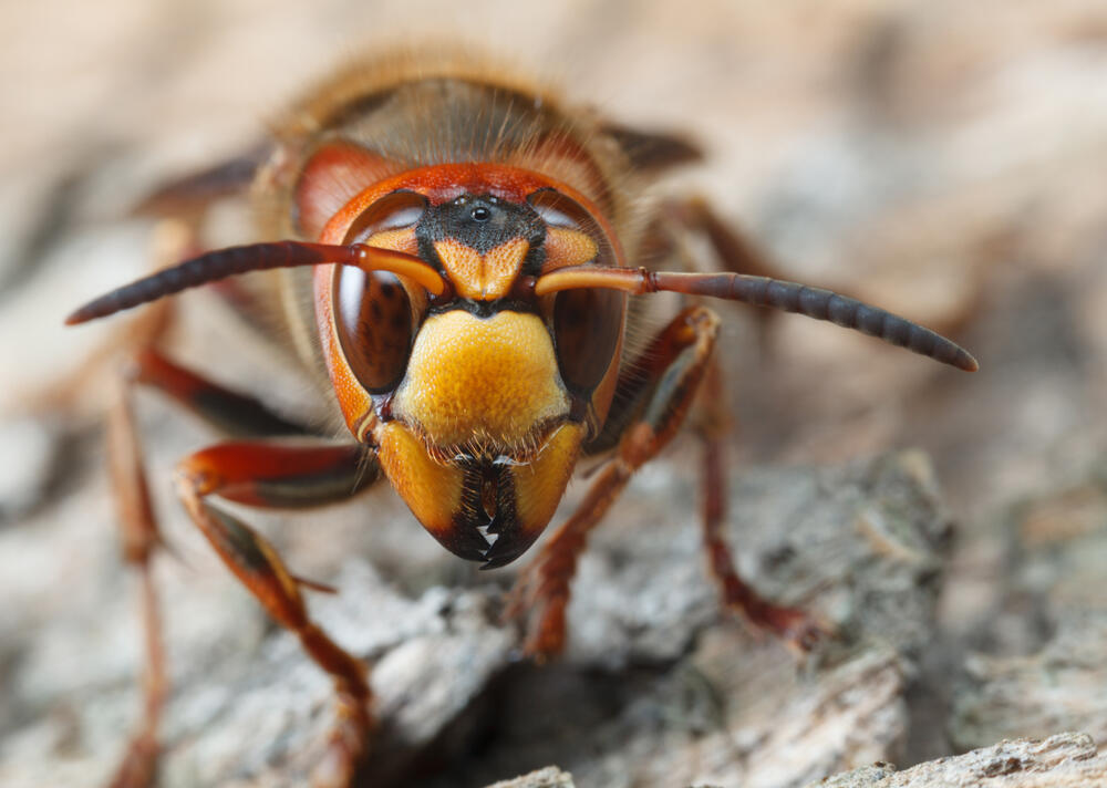 Osobe koje znaju da su alergične na ubode insekata treba sa sobom da nose antihistaminike