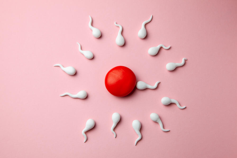 Spermatozoidi