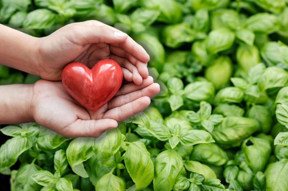 Bosiljak i pritisak to su srca dva: Evo kako ova moćna biljka čuva naše zdravlje