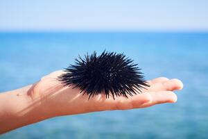 Kako lečiti ubod morskog ježa? Ako imate ove simtpome, hitno se javite lekaru